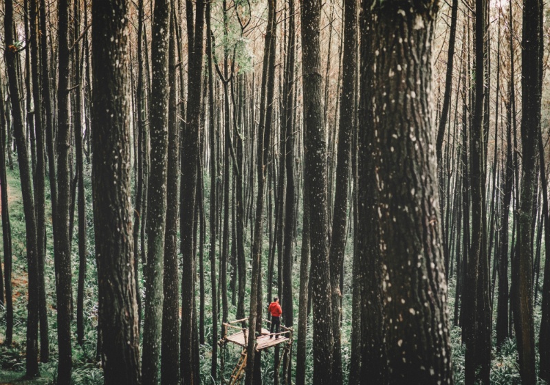 homme seul dans la forêt qui regarde au loin