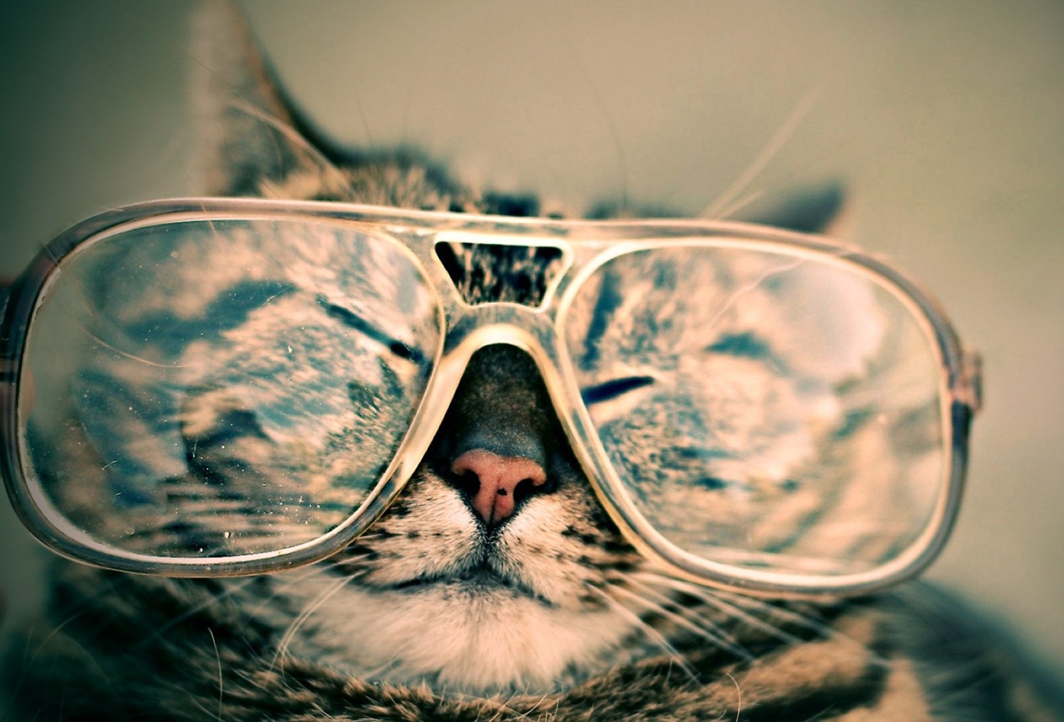 chat lunettes