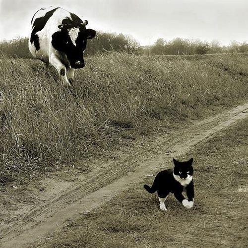 pub-chat-vache.jpg