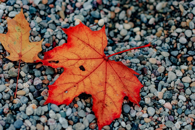 feuille d'arbre